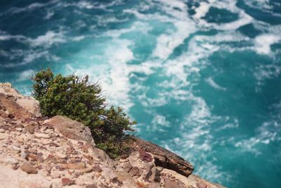 High angle view of plant growing on rock against sea