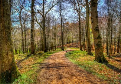 Dirt road amidst trees in forest