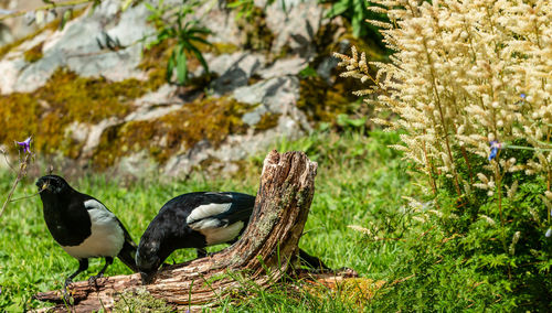 View of birds on rock