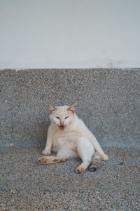 Portrait of cat lying on wall