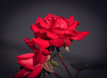 Close-up of pink rose