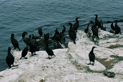 View of birds in water