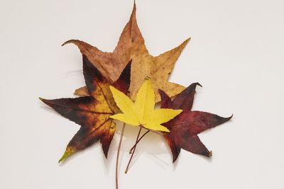 Close-up of dry maple leaves on white background