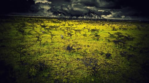 Scenic view of field against sky