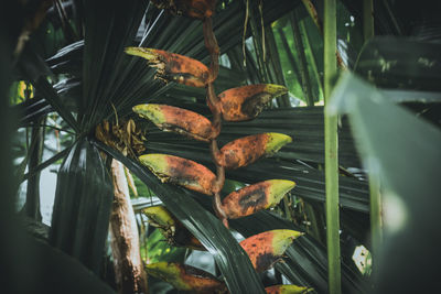 High angle view of leaves on plant