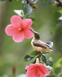 Close-up of bird perching on pink flower