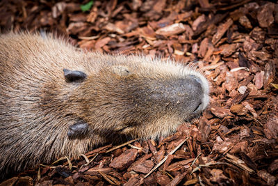 Directly above shot of capybara on field