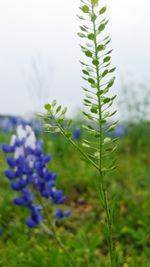 Close-up of plant