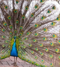 Close up of peacock