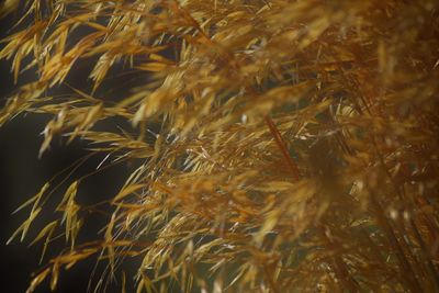 Close-up of wheat plant at night