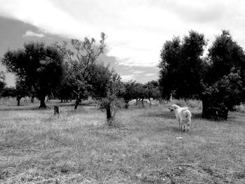 Sheep grazing on grassy field