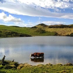 Cow standing at lake against sky