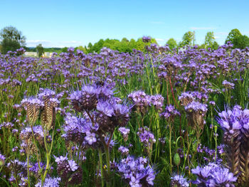 Close-up of purple flowering plants on field