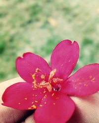 Close-up of pink flower blooming in pond