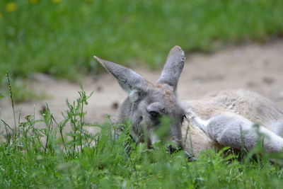 Close-up of kangaroo on field