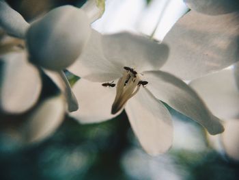 Close-up of insect on white flower