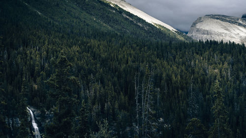 Scenic view of forest against sky during winter