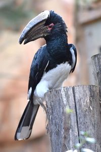 Close-up of bird perching outdoors