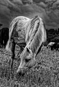 Horse grazing in a field
