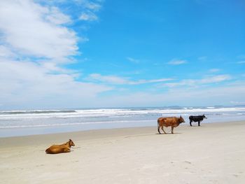 Horses on beach against the sky