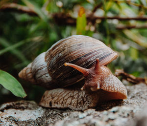 Close-up of snail