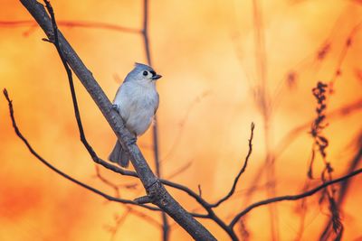 Close-up of bird perching on branch