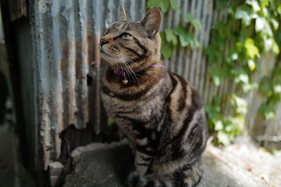 Close-up of a cat looking away