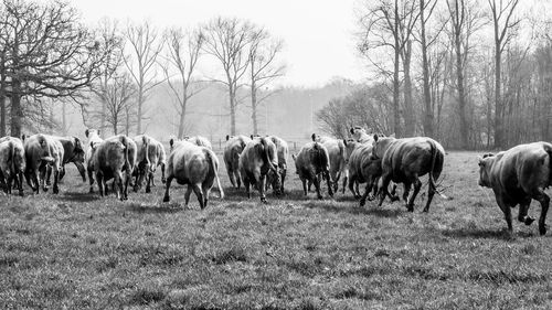 Horses on a field