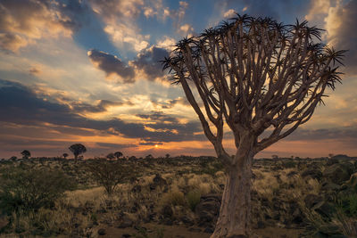 Trees on field against sky during sunset