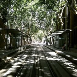 Trees along built structures