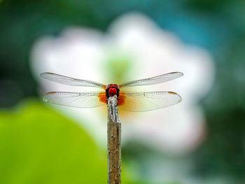 Close-up of dragonfly