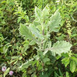 Close-up of fresh green plants