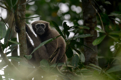 Close-up of monkey