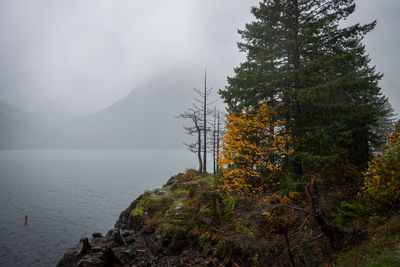 Trees on a rocky riverbank and cloudy sky, lake cushman, olympic national park, usa 