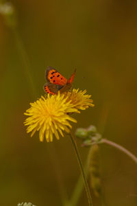 Close-up of butterfly pollinating on yellow flower