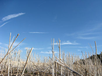 Low angle view of stalks against blue sky