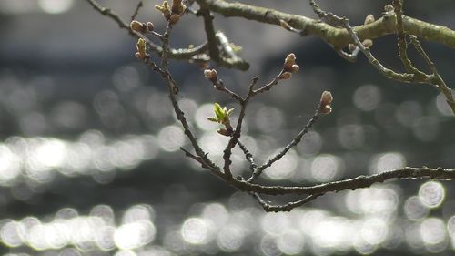 Close-up of snow on branch