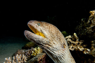 Close-up of fish in sea