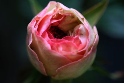 Close-up of pink rose blooming at park