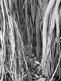 Full frame shot of leaves