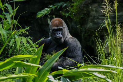 Close-up of silverback gorilla on field