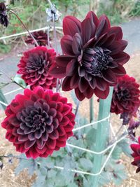 Close-up of flowers blooming outdoors