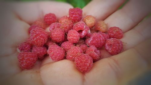 Close-up of hand holding strawberries