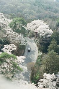 High angle view of river amidst trees in forest