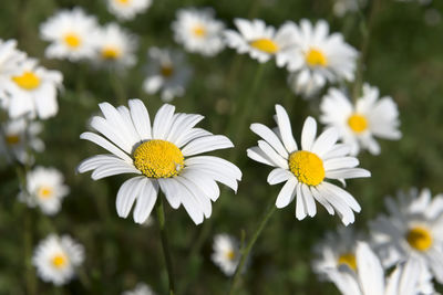 Close-up of white daisy flowers