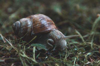 Close-up of snail on field