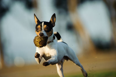 Portrait of dog fetching