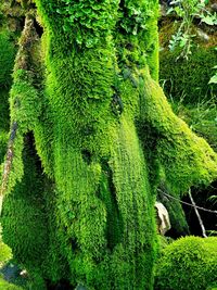 High angle view of fresh green plants in forest