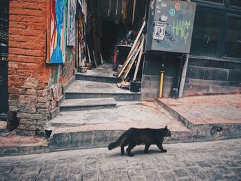 View of a dog on the wall of building