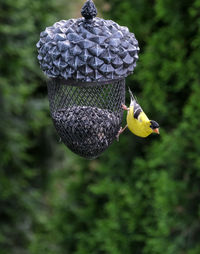 Close-up of bird perching on feeder